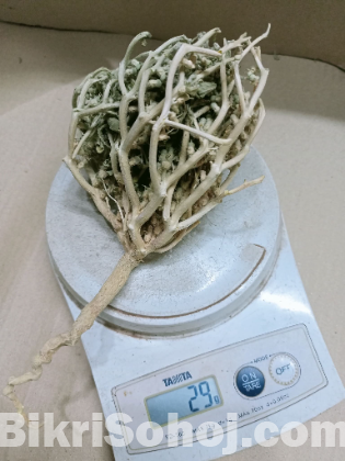 মরিয়ম ফুল বড় সাইজ